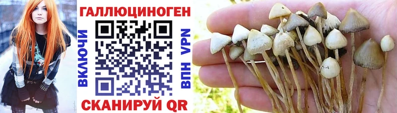 Галлюциногенные грибы GOLDEN TEACHER Абинск